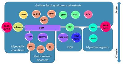 Neuromuscular Complications of SARS-CoV-2 and Other Viral Infections